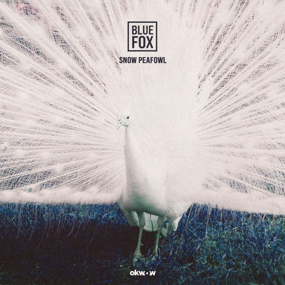 Album cover of Snow Peafowl
