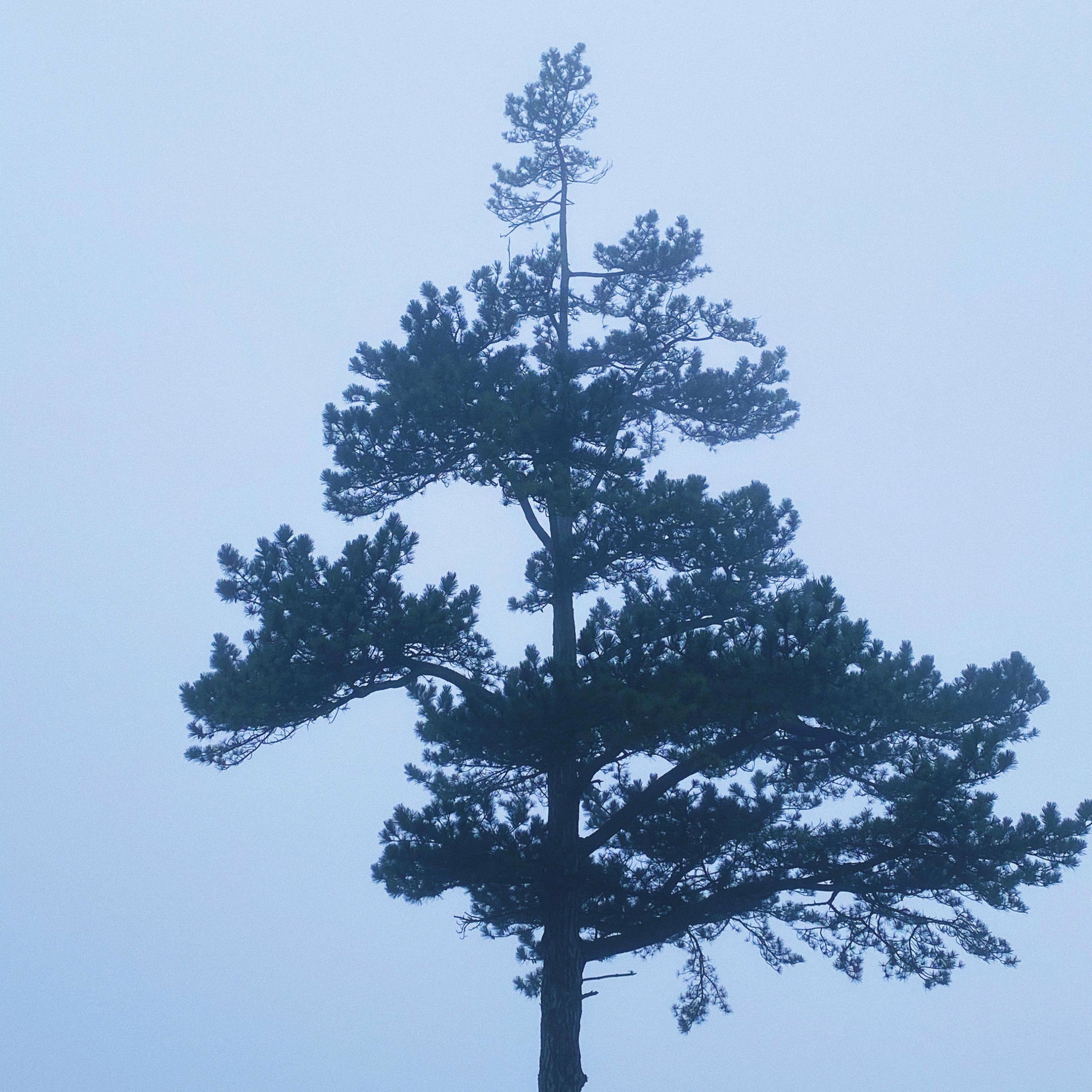 Album cover of Light
