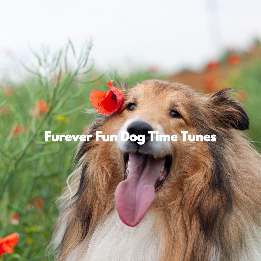 Picture of Furever Fun Dog Time Tunes