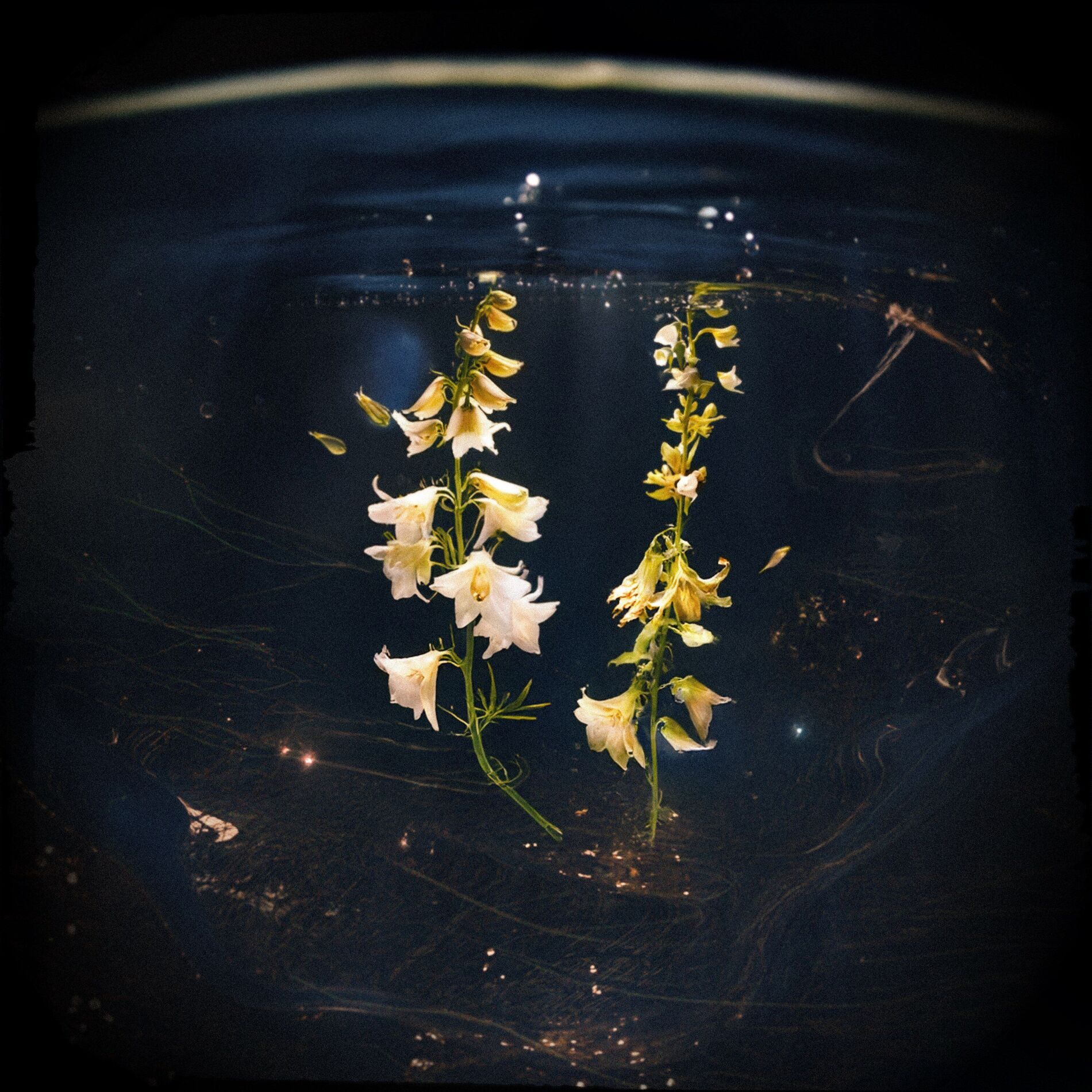 Album cover of Buoyant