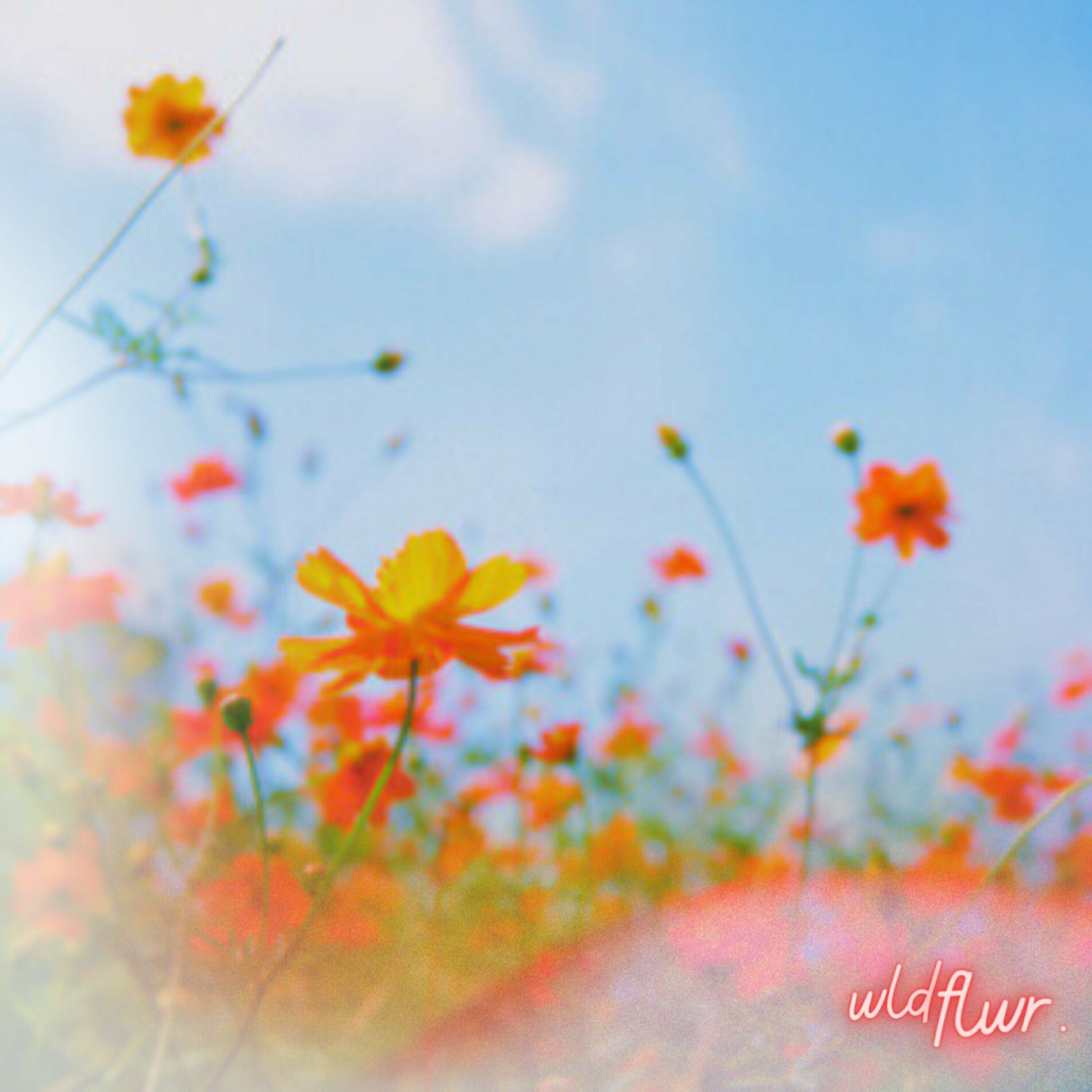 Album cover of Wldflwr