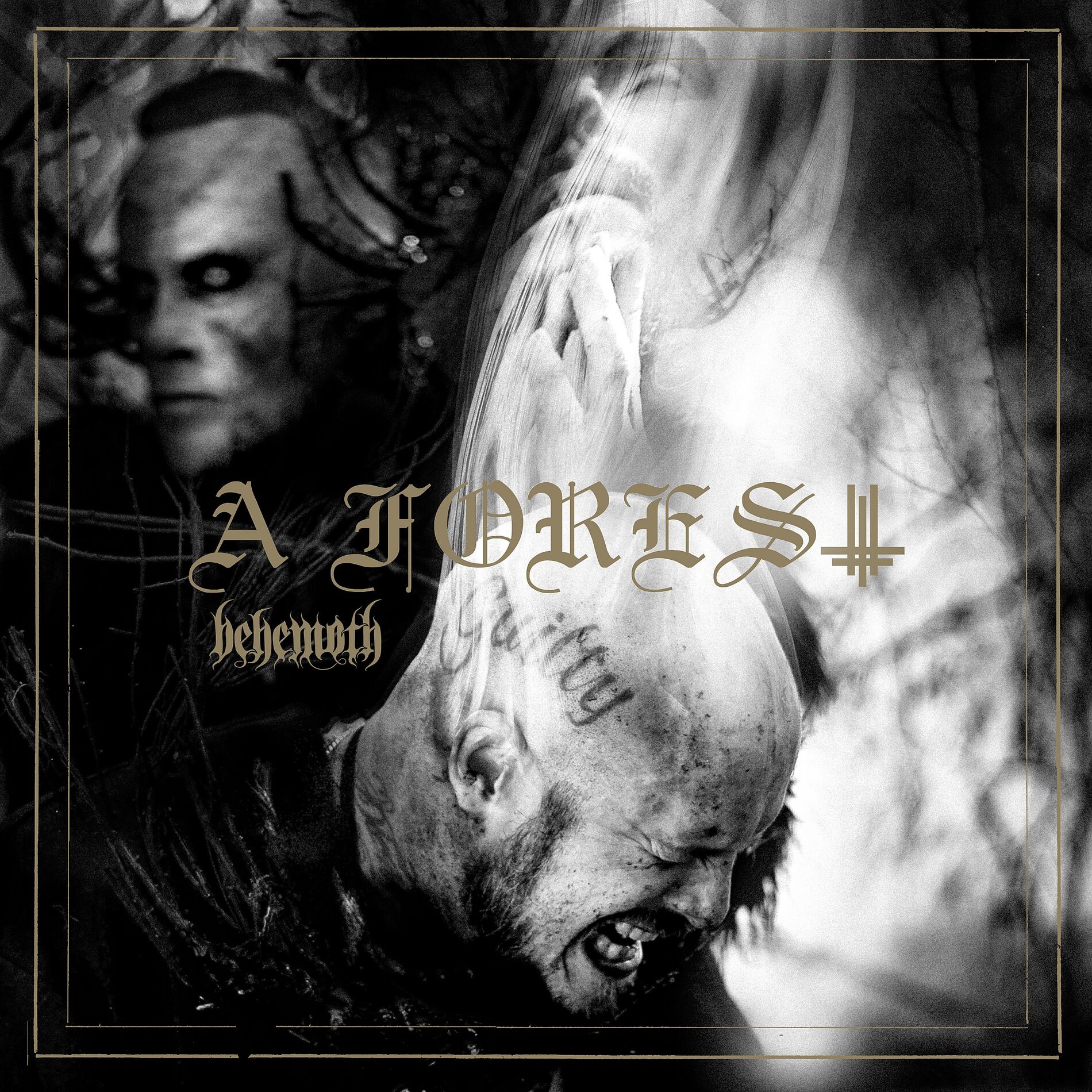 Album cover of A Forest