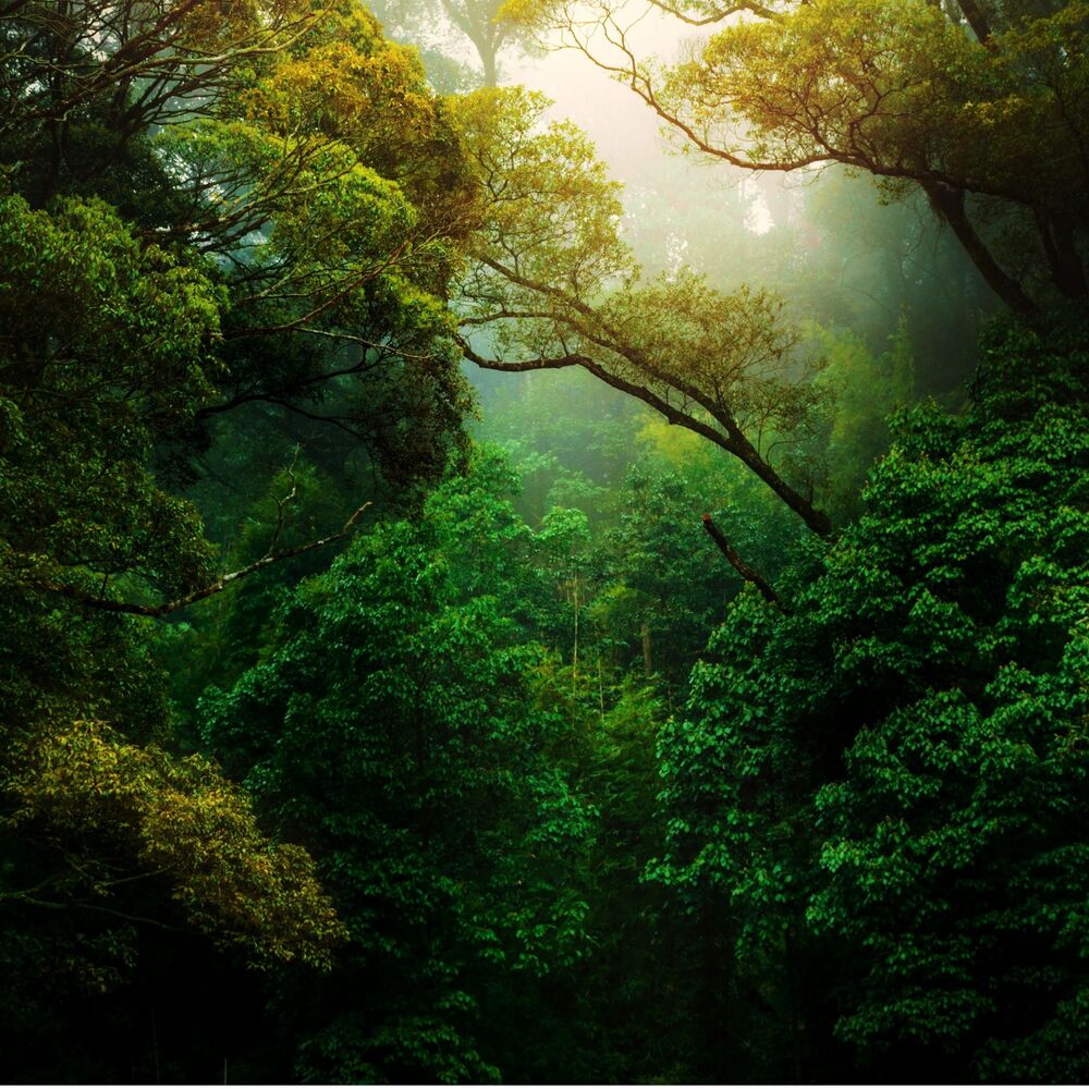 Picture of Relaxing Nature Sounds for Hiking