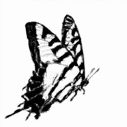 Cover of THE BUTTERFLY EFFECT