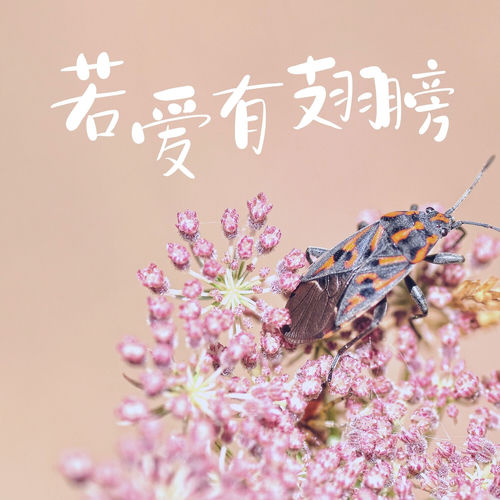 若爱有翅膀