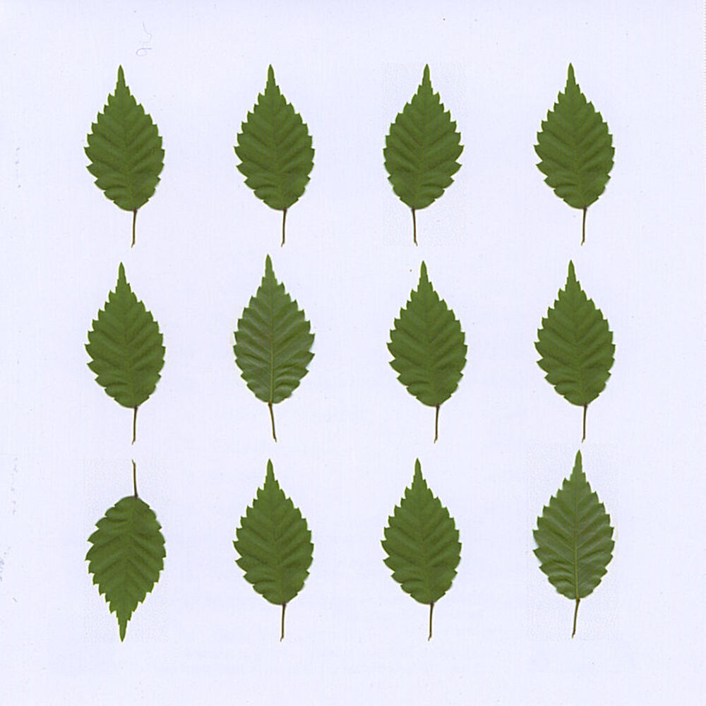 Picture of A Dozen Botanical Novelettes
