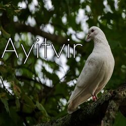 Cover of Ayitvir