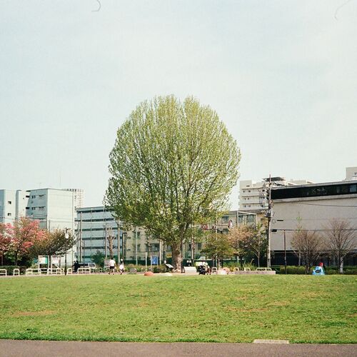 QM – Baobab – Single
