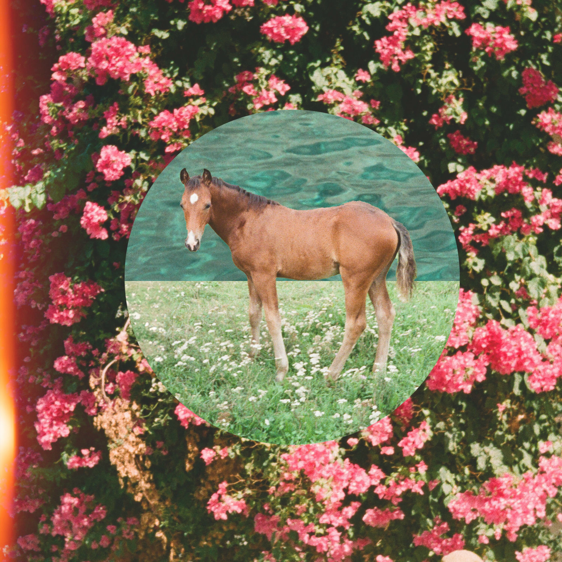 Album cover of Wildlife