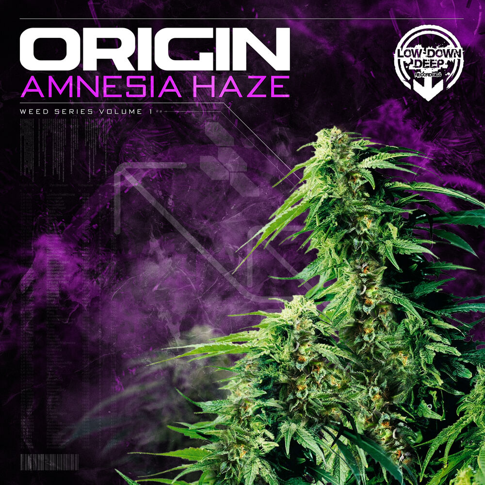 Picture of Amnesia Haze