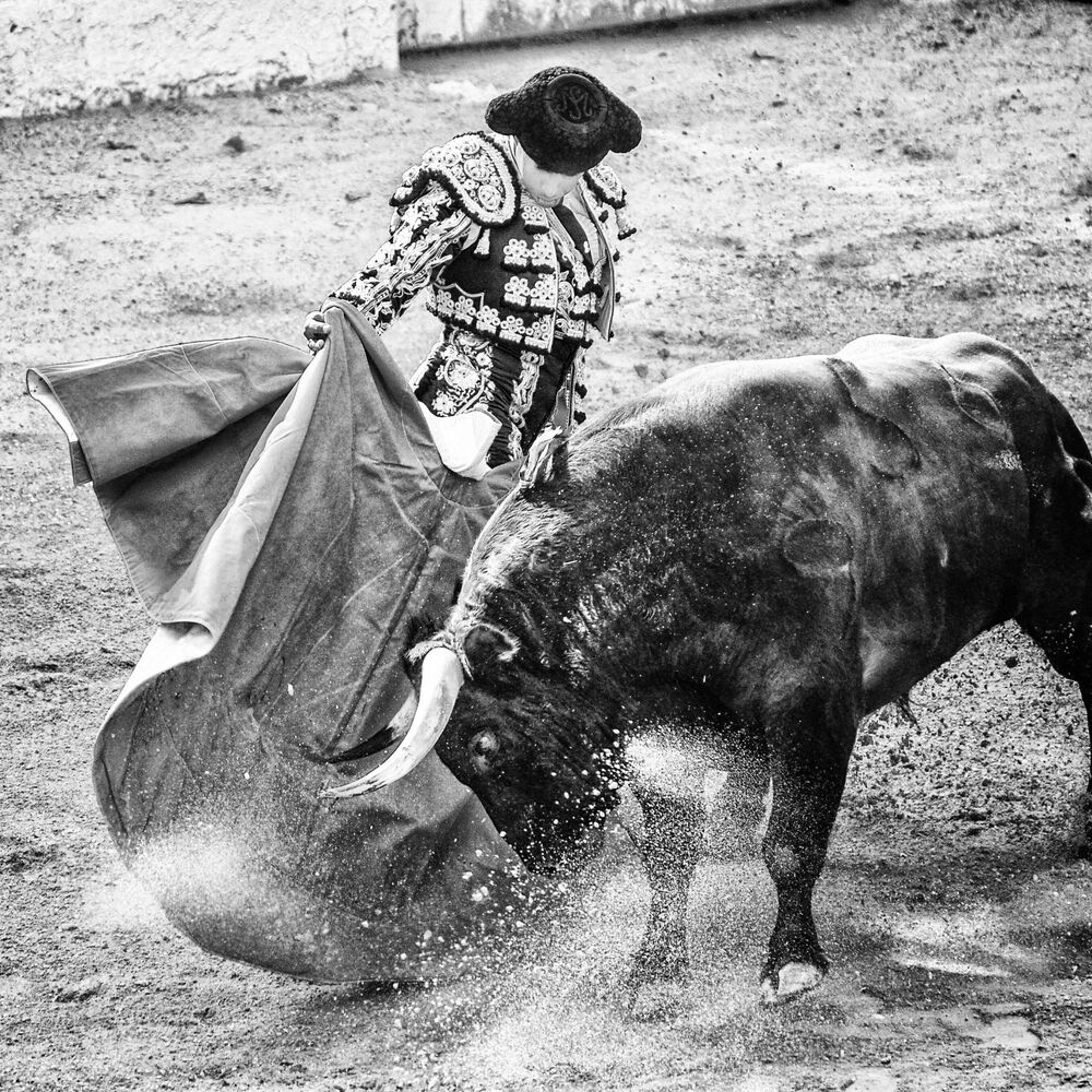 Picture of Torero