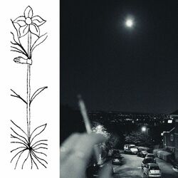 Cover of A Soft and Gatherable Star