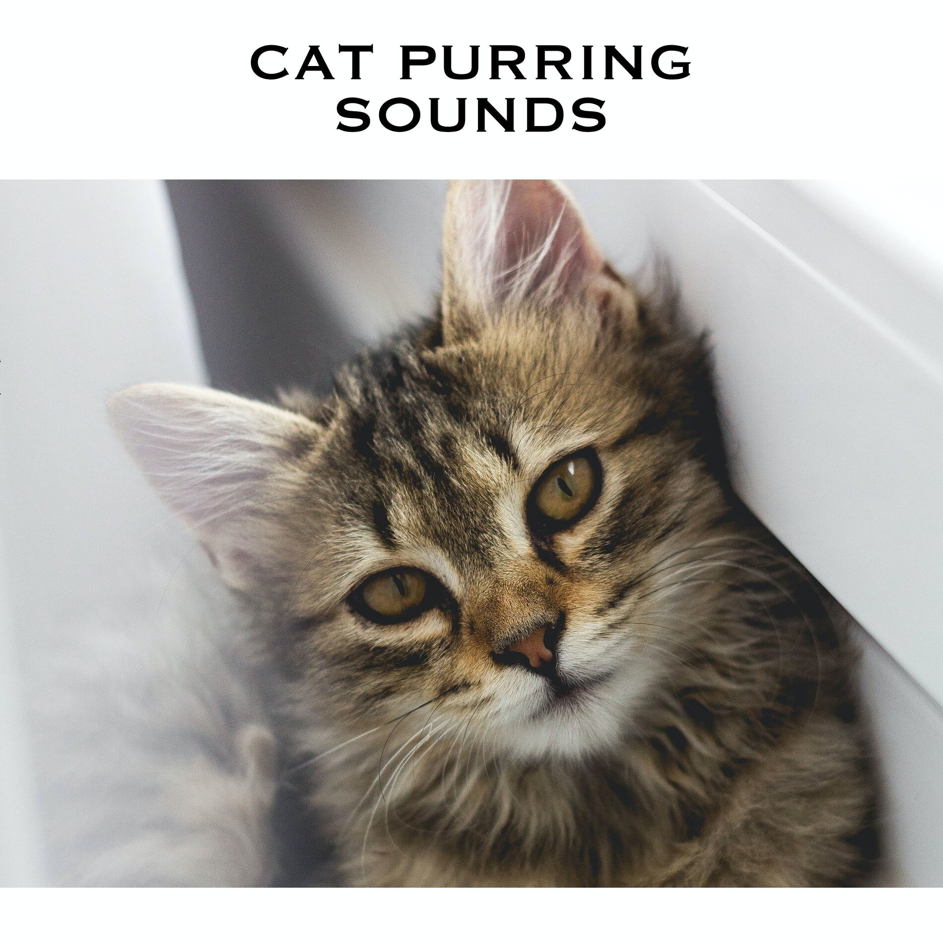 Album cover of Purring Cat
