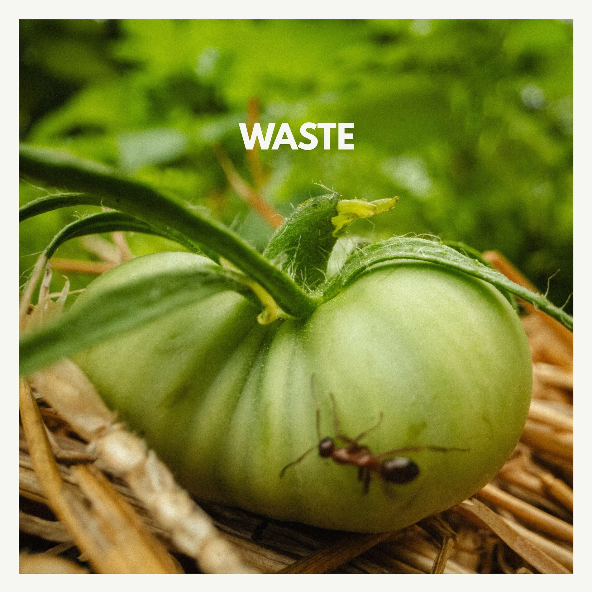 Album cover of Waste
