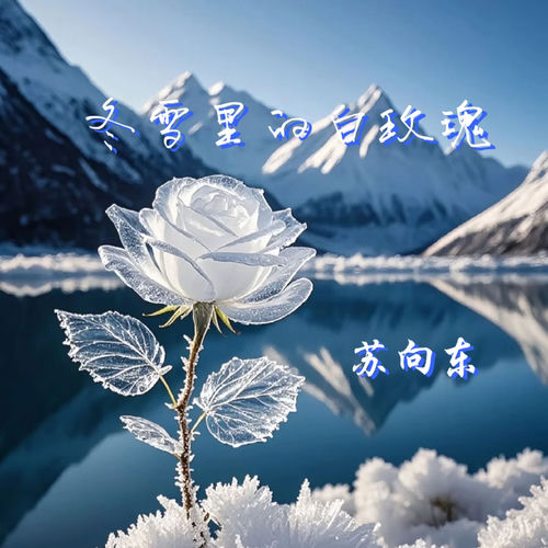 冬雪里的白玫瑰