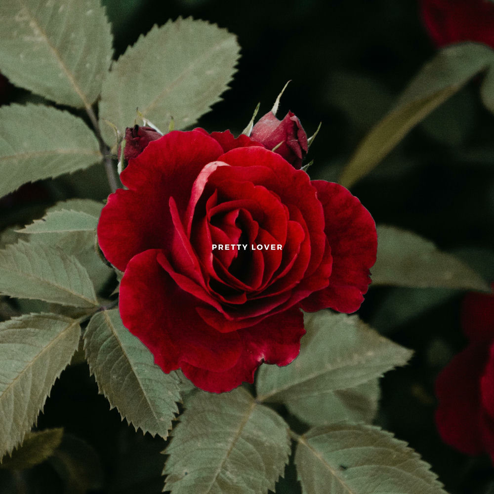 Album artwork for Pretty Lover by Lights Out