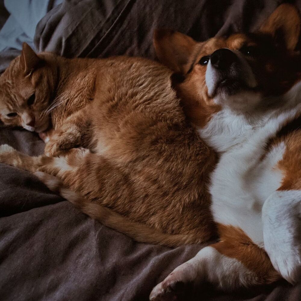 Picture of Lofi Pet Playtime: Music for Happy and Playful Interactions