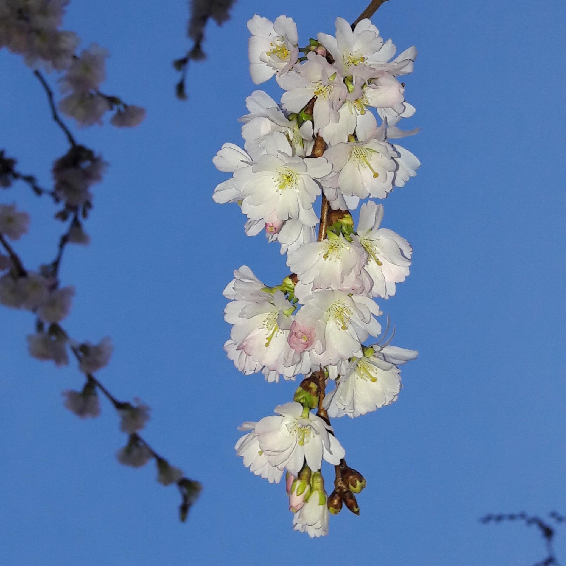 Album cover of Obstbaum