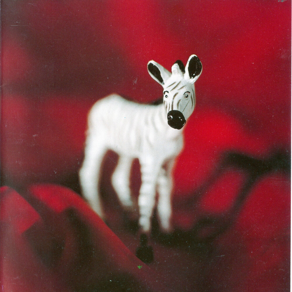 Picture of Zebra