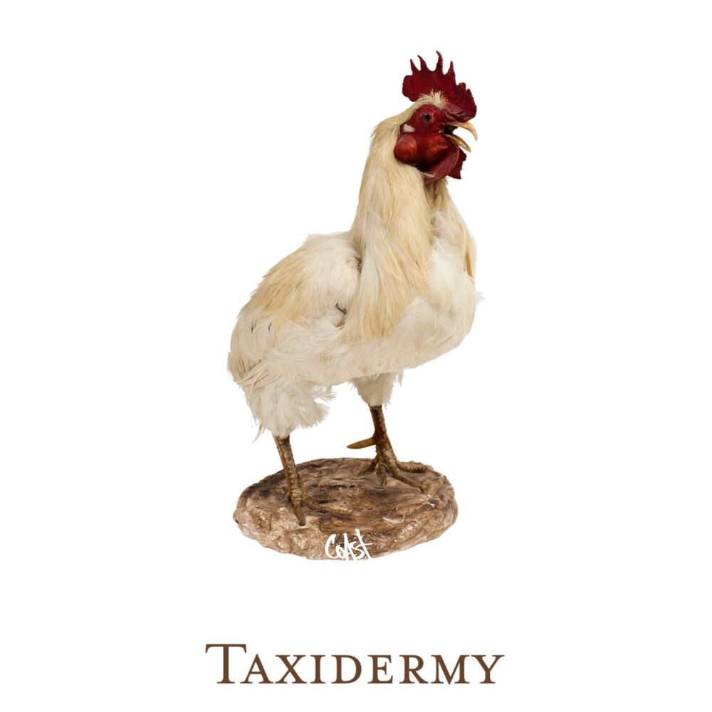 Picture of Taxidermy