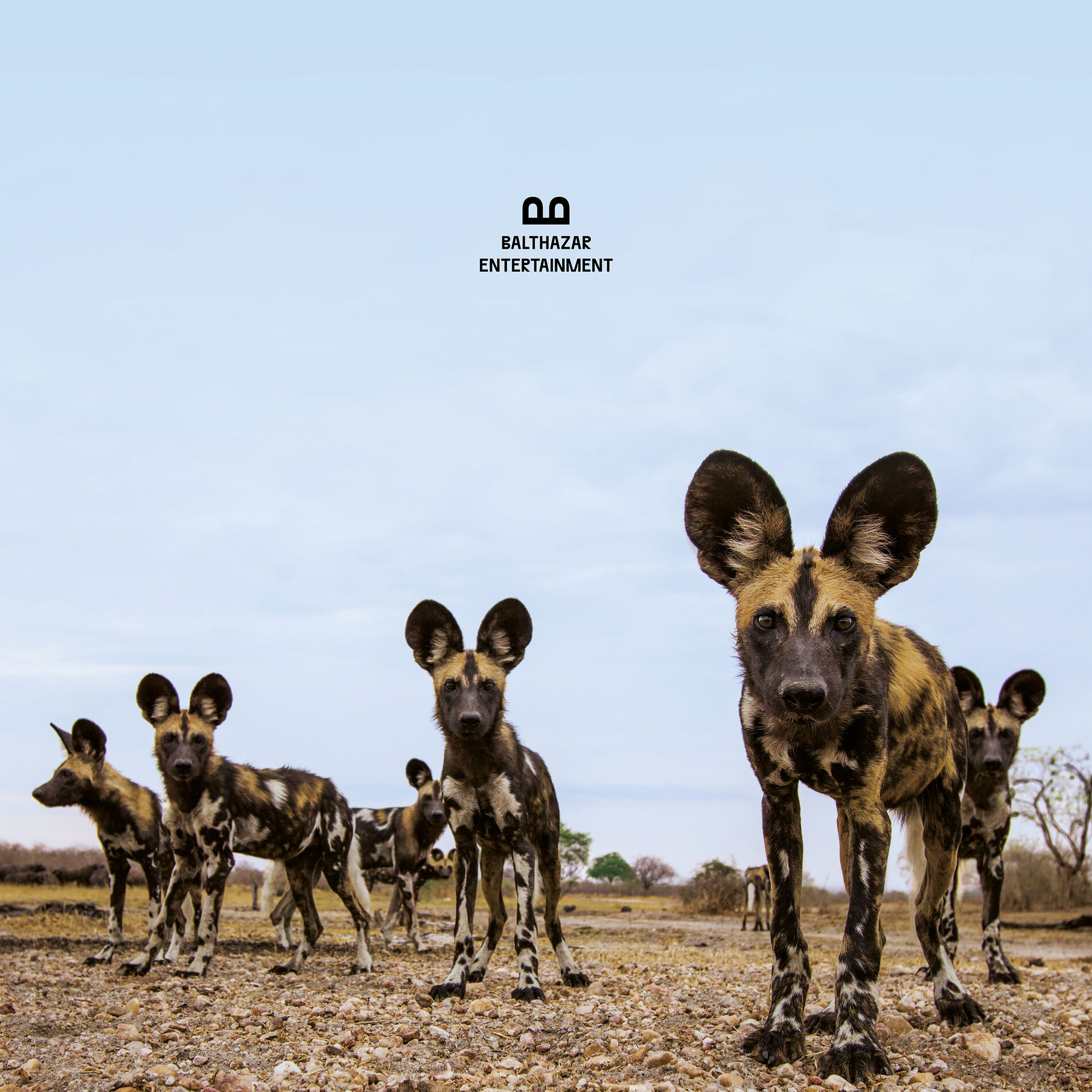 Album cover of Entertainment