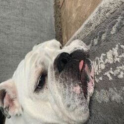 Cover of Chubbs Snoring Remix (Remix)
