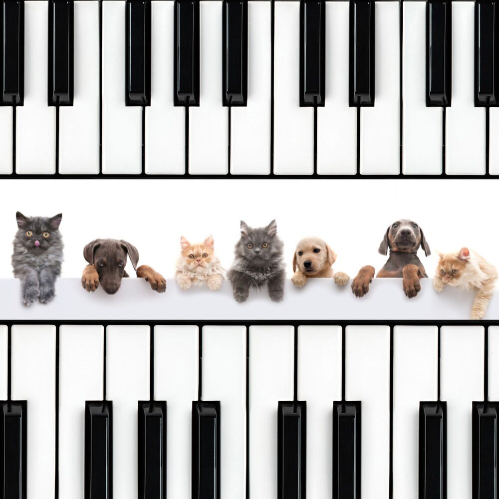 Picture of Ethereal Piano Harmony: Tranquil Melodies for Pets