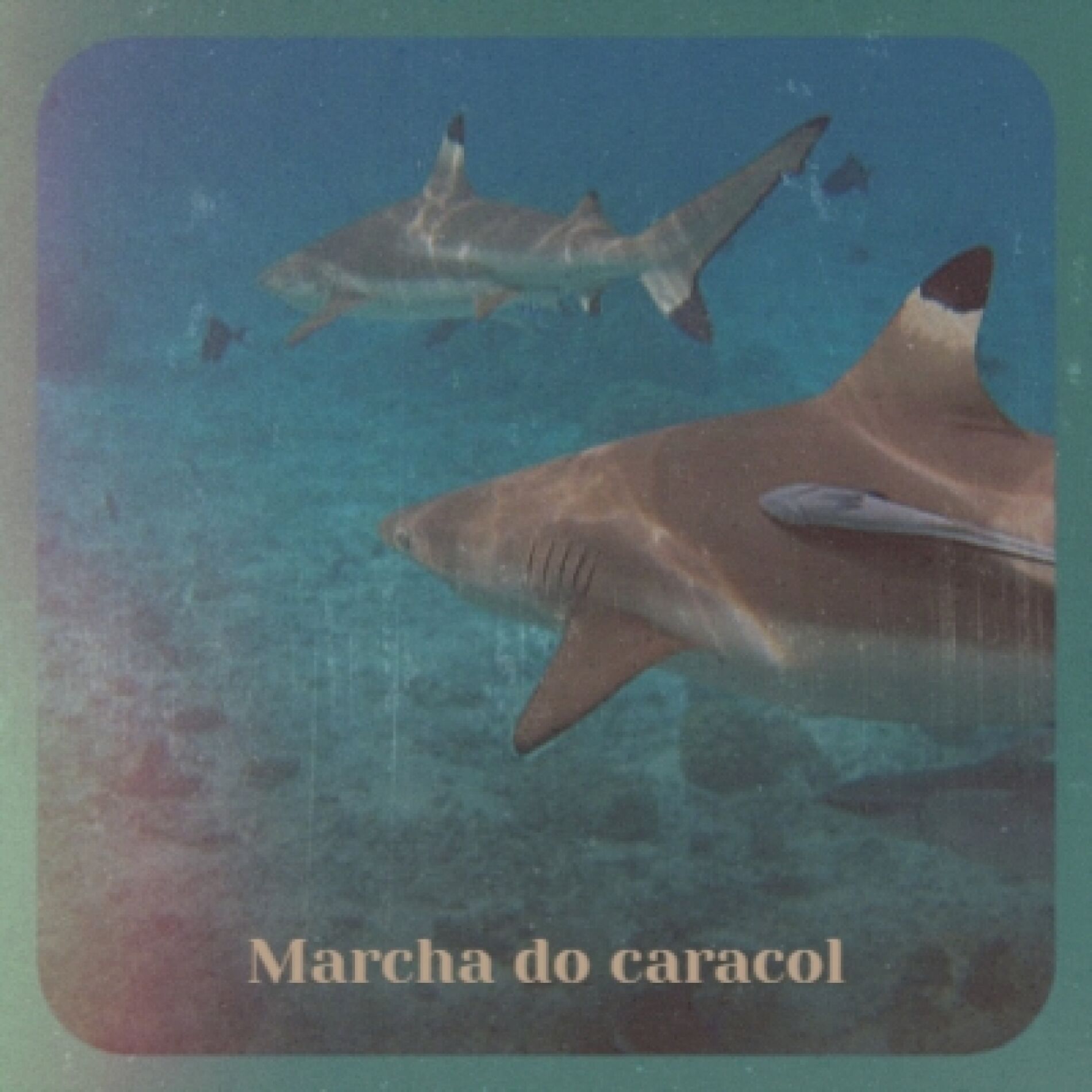 Album cover of Marcha do caracol