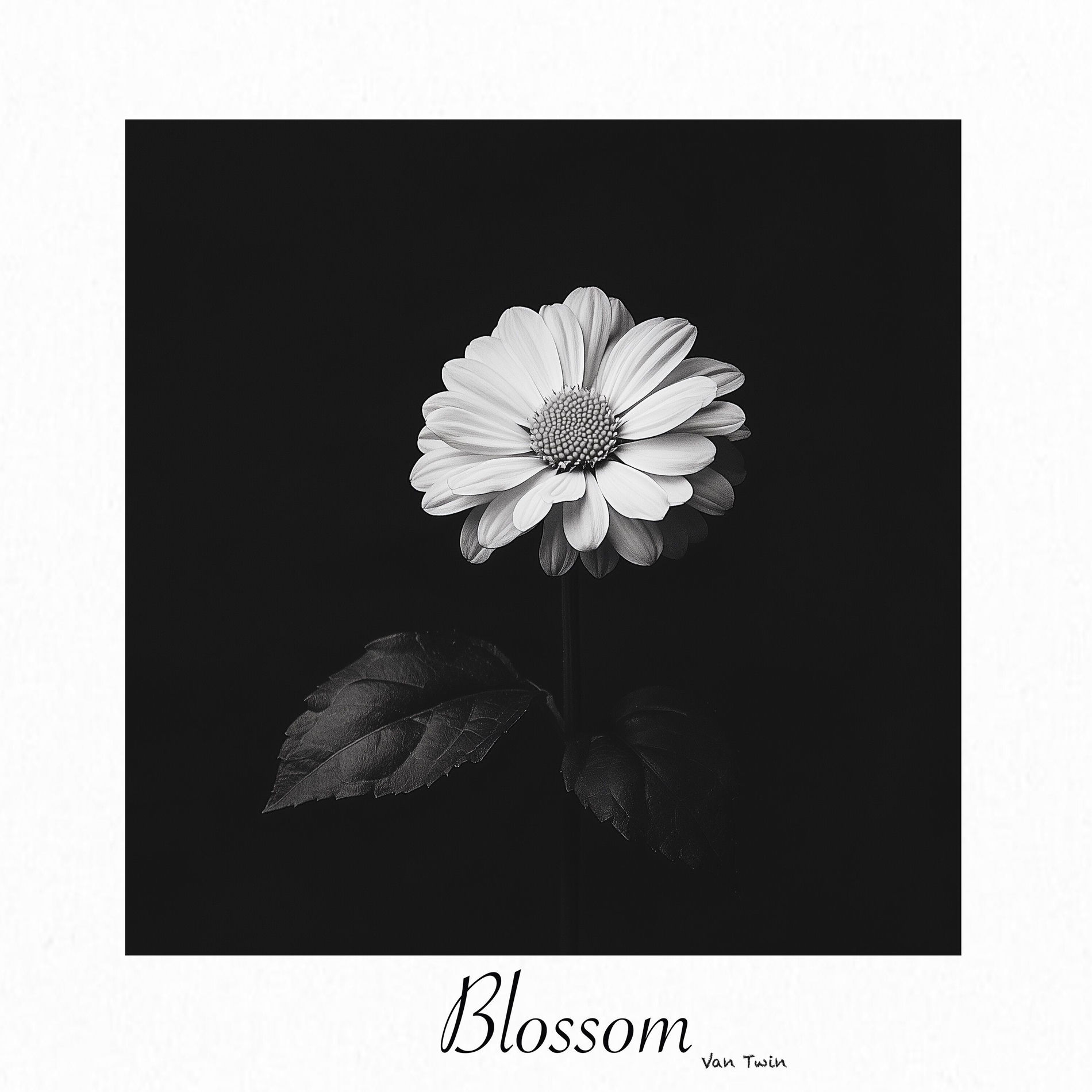 Album cover of Blossom