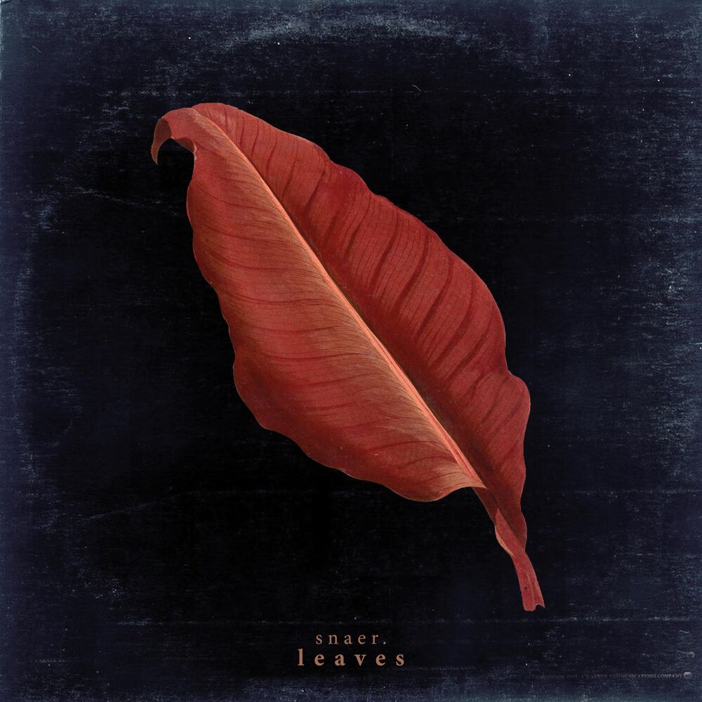 Picture of Leaves