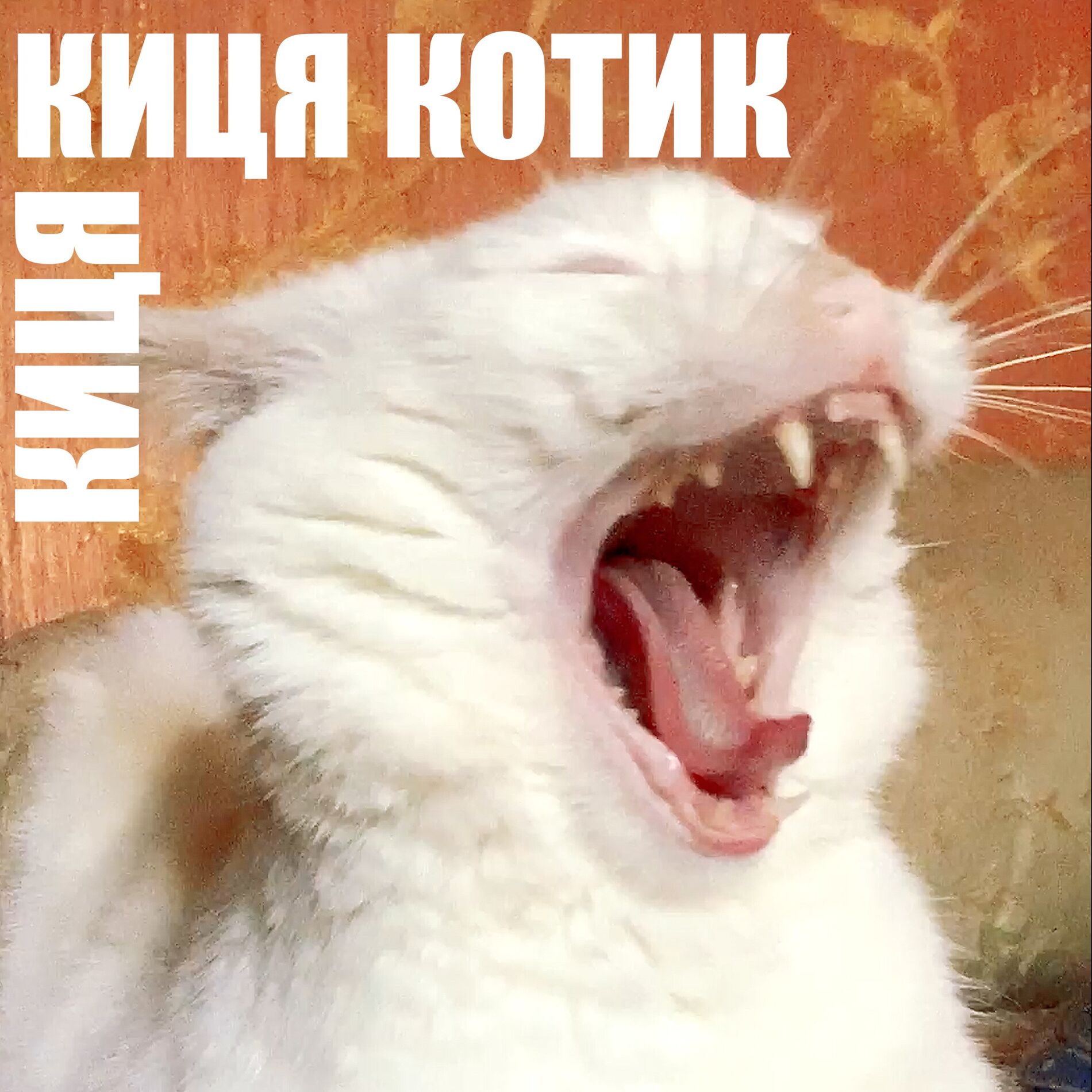 Album cover of КИЦЯ КИЦЯ КОТИК