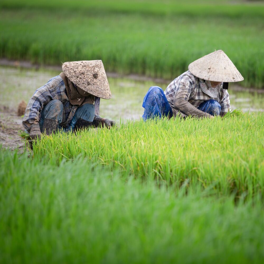 Picture of Binaural Professional Growth: Nature's Rain Ambience for Task-Oriented Work