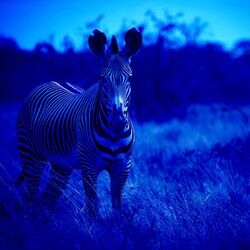 Zebra Blue
