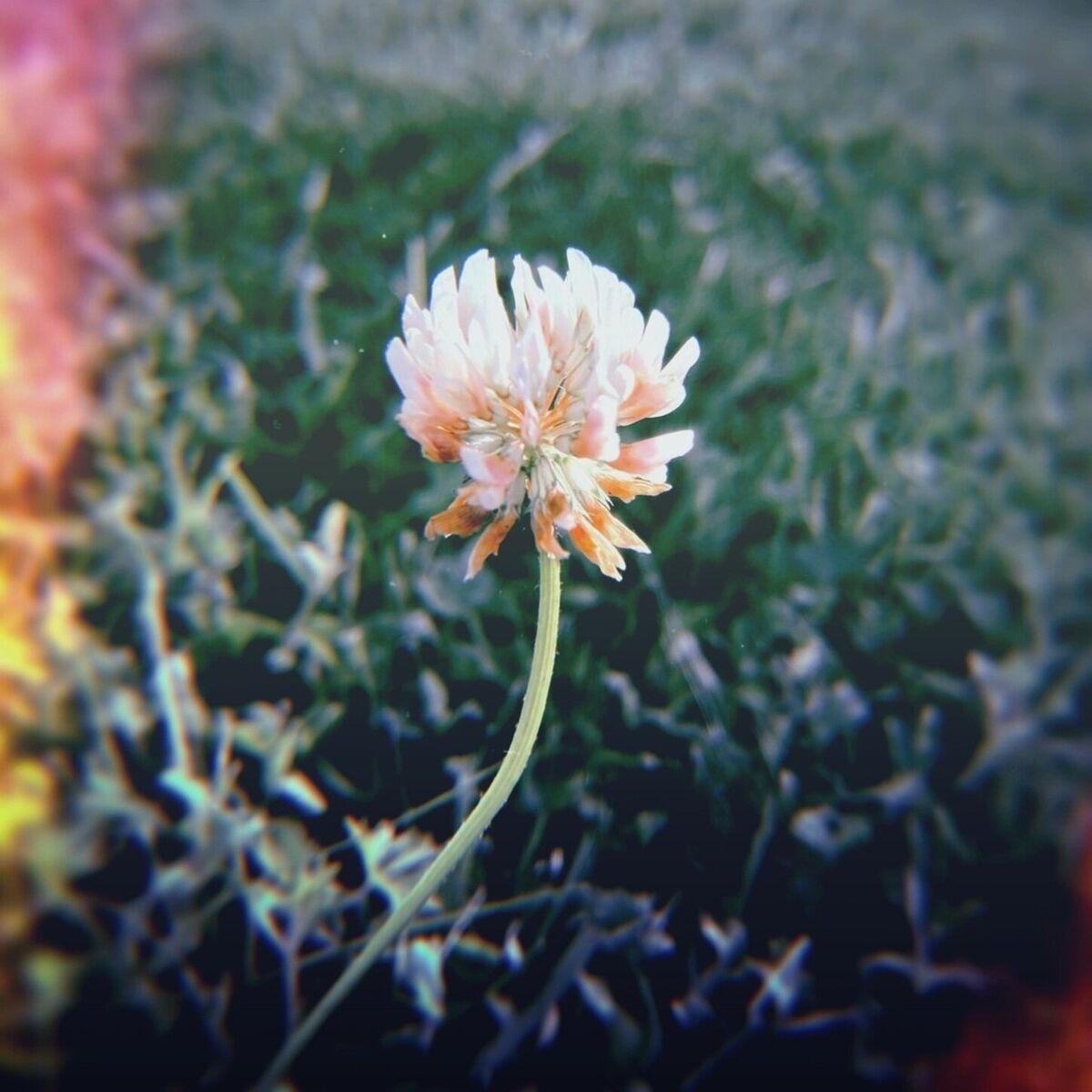 Album cover of Distant Memories LP