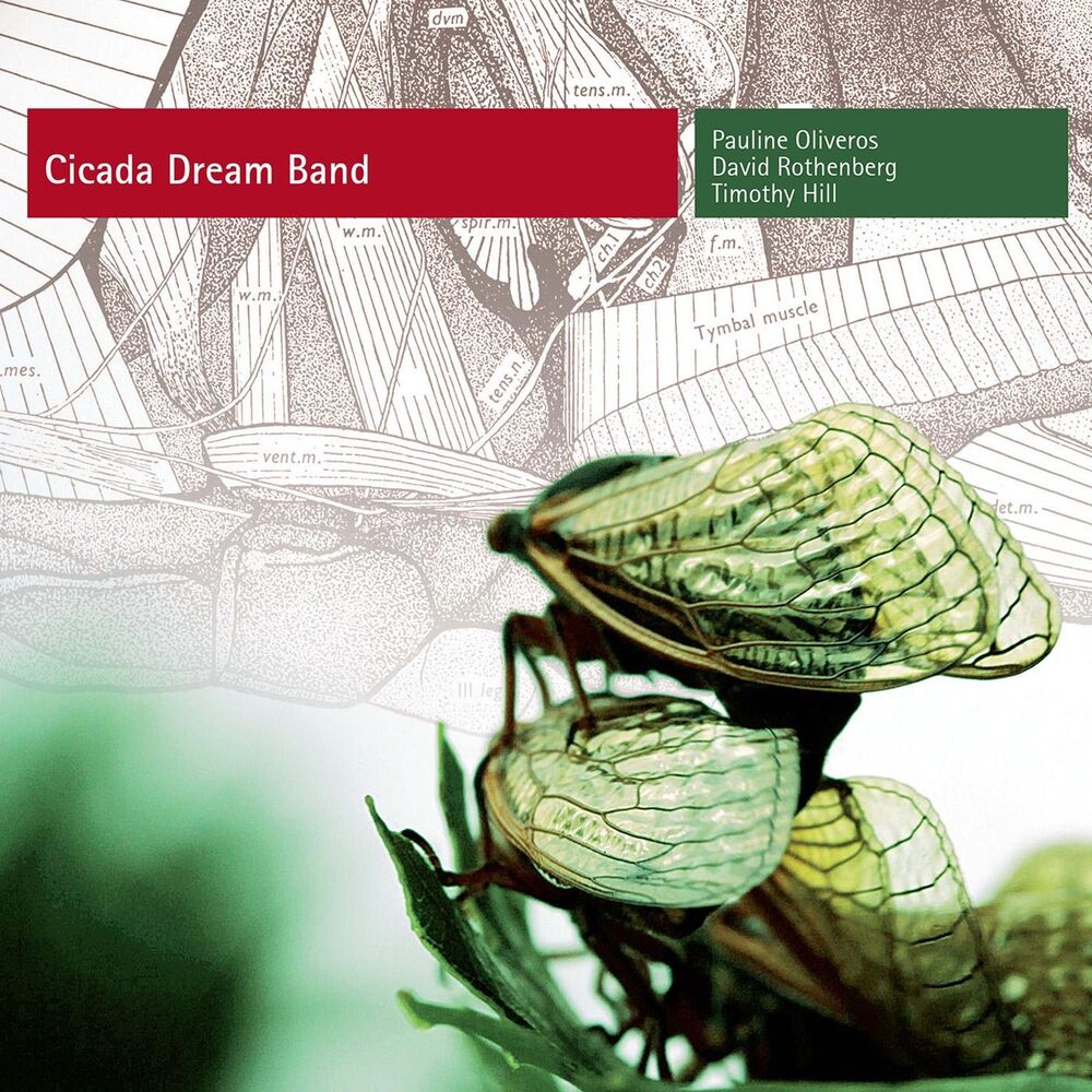 Picture of Cicada Dream Band