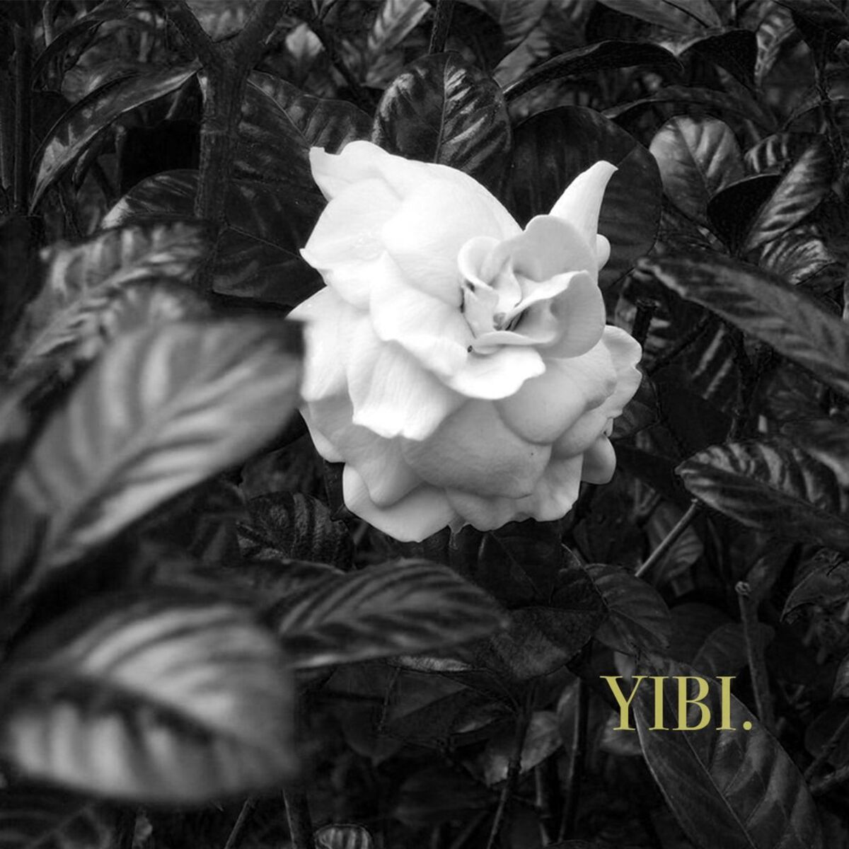 Album cover of Yibi