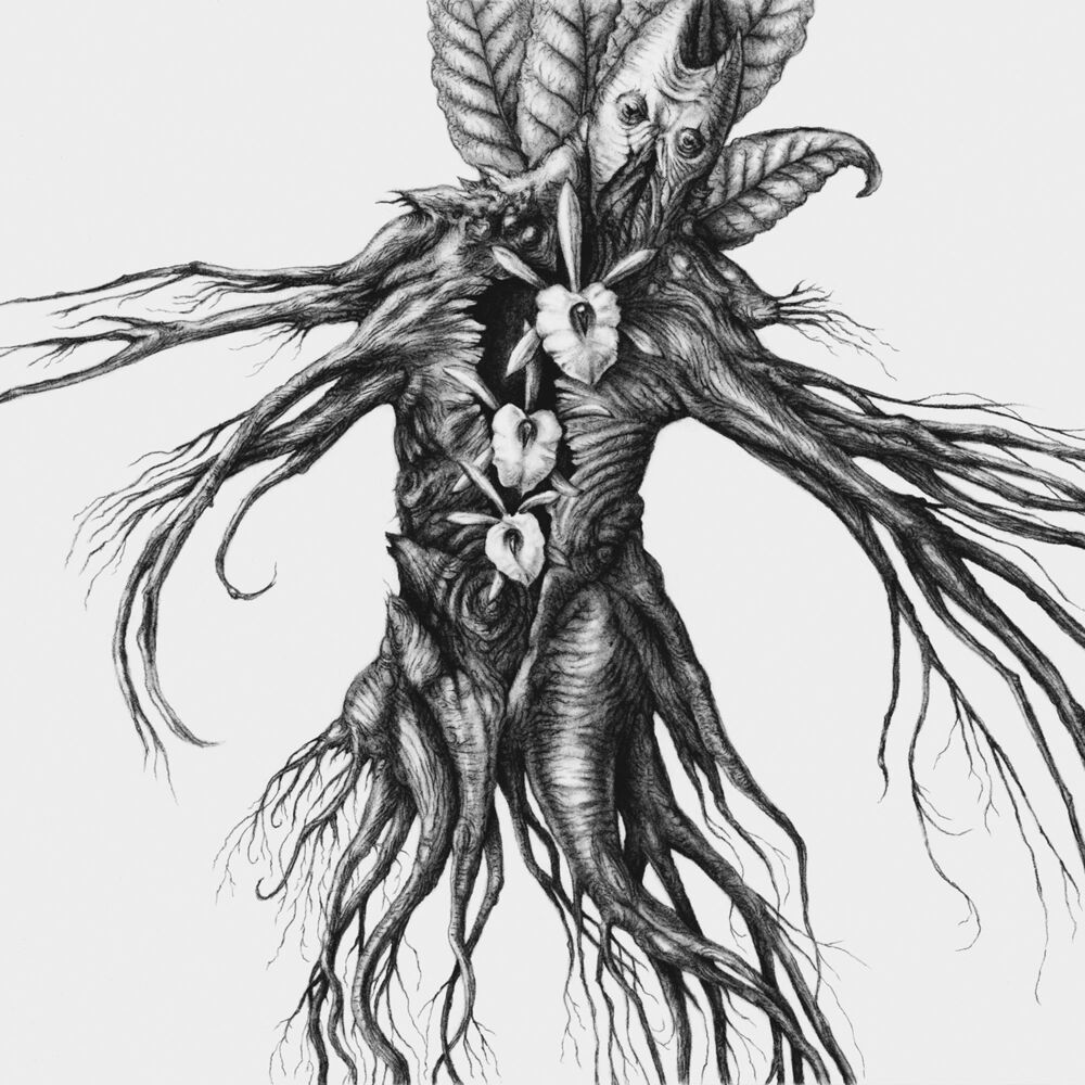 Picture of Iv: Mandragora