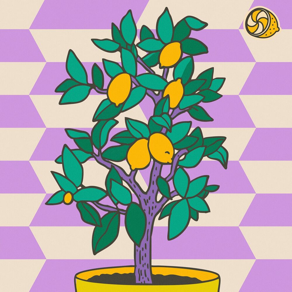 Picture of Lemon Trees
