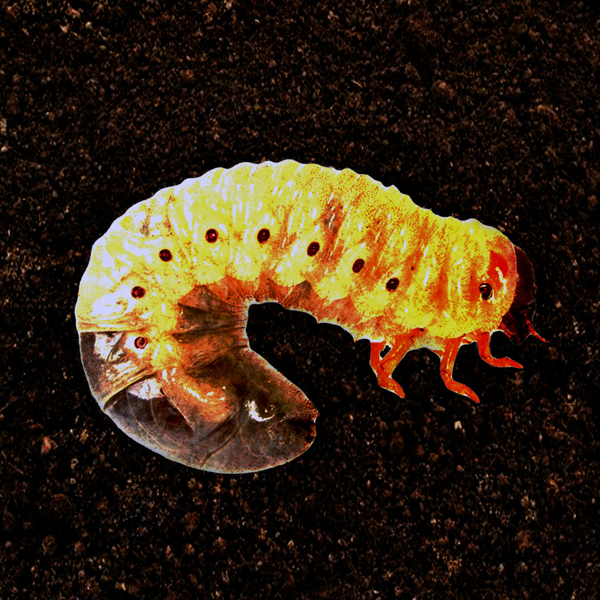 Album cover of Segmenten