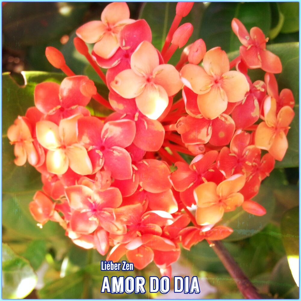 Picture of Amor do Dia