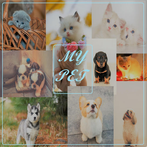 MY PET