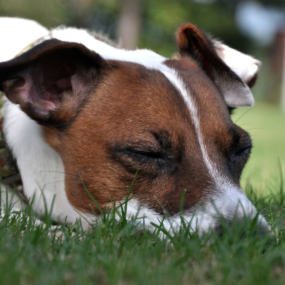 Picture of Crickets' Pawchestra: Restful Dog Sleep with Calming Rain Tones