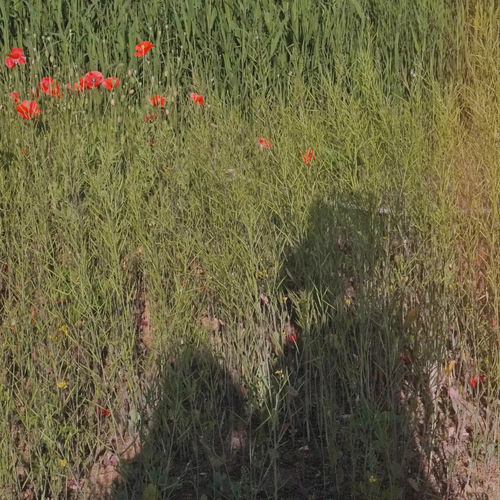 Bok Dajin – A Park Stroll – Single