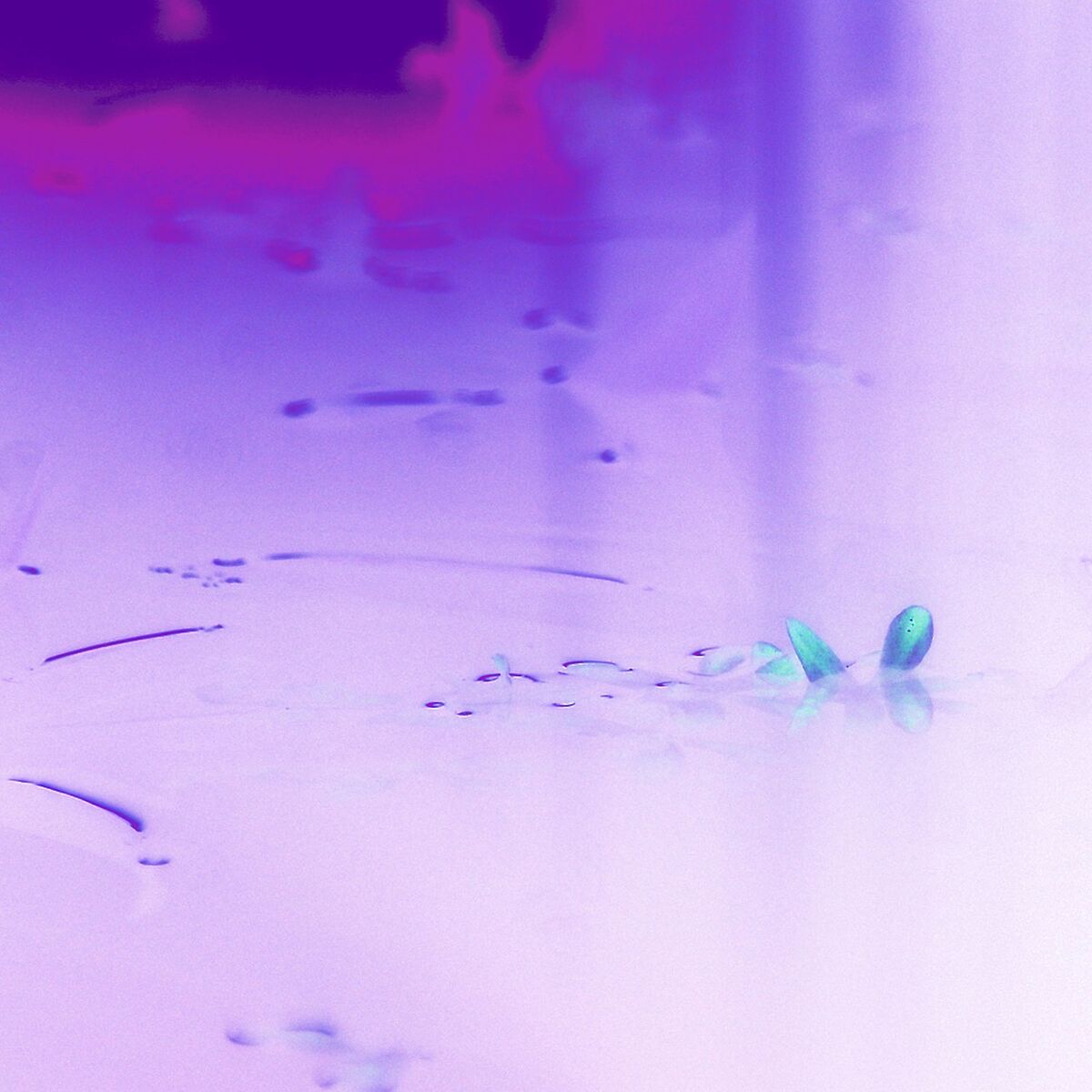 Album cover of The Light (feat. Gliiico)