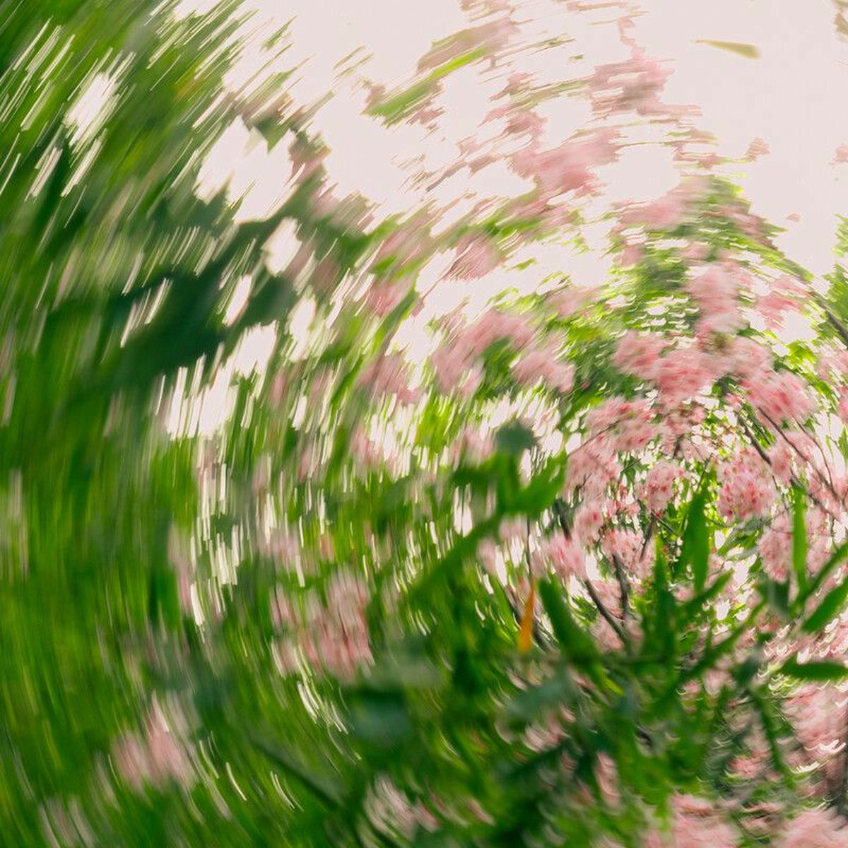 Album cover of 25, spring