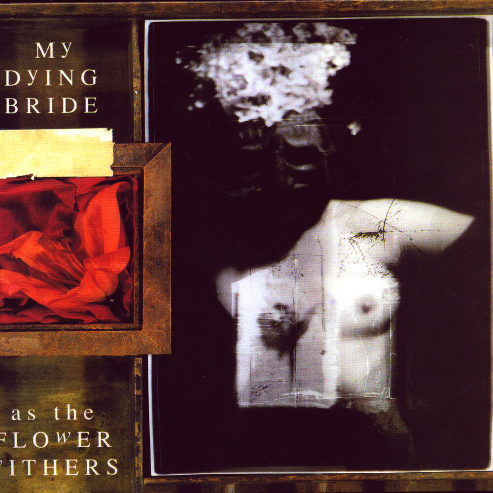 Picture of As the Flowers Withers