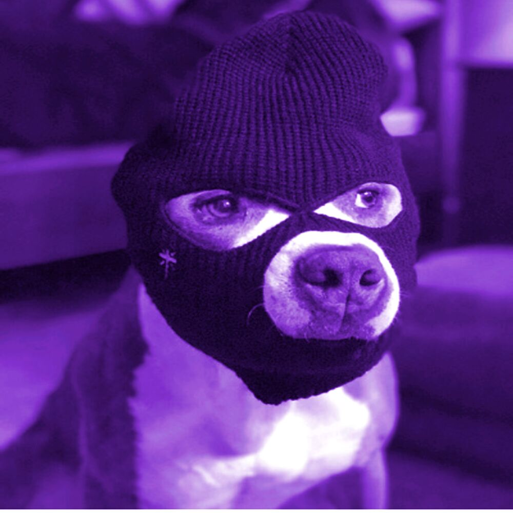 Picture of Dog Underground