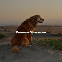 Cover of Pawsome Observation by undefined
