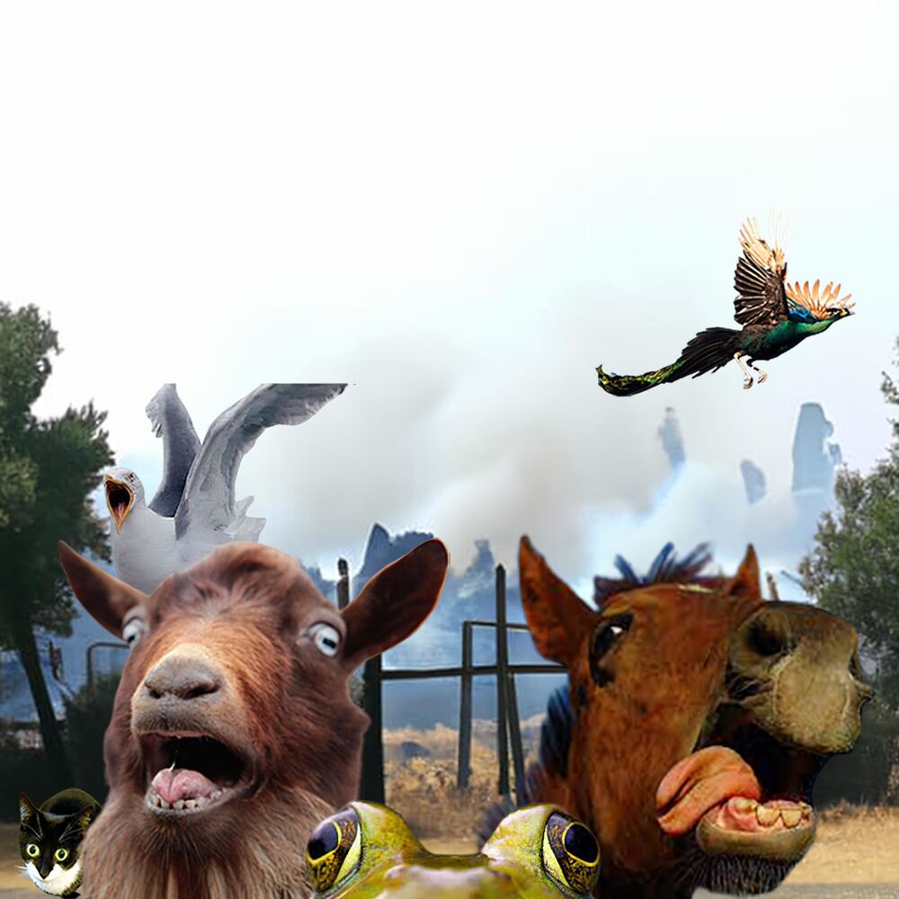 Picture of Don't feed the animals