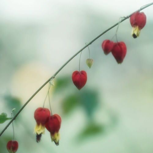 You harim – To My Serenity – Single